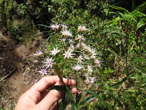 Imagem de Vernonanthura catharinensis (Cabrera) H. Rob.