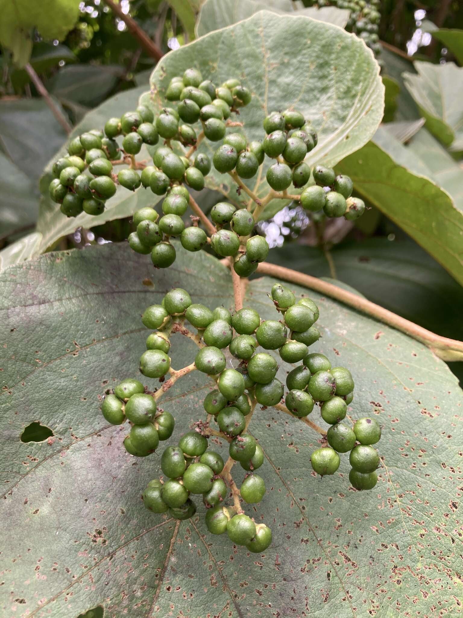 Cordia sulcata DC. resmi