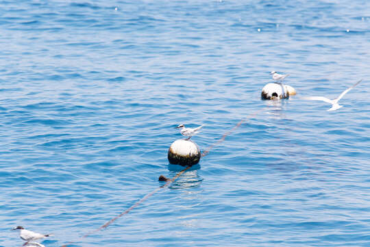 Image of Black-naped Tern