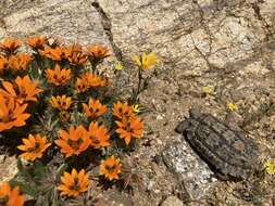 Image of Speckled tortoise