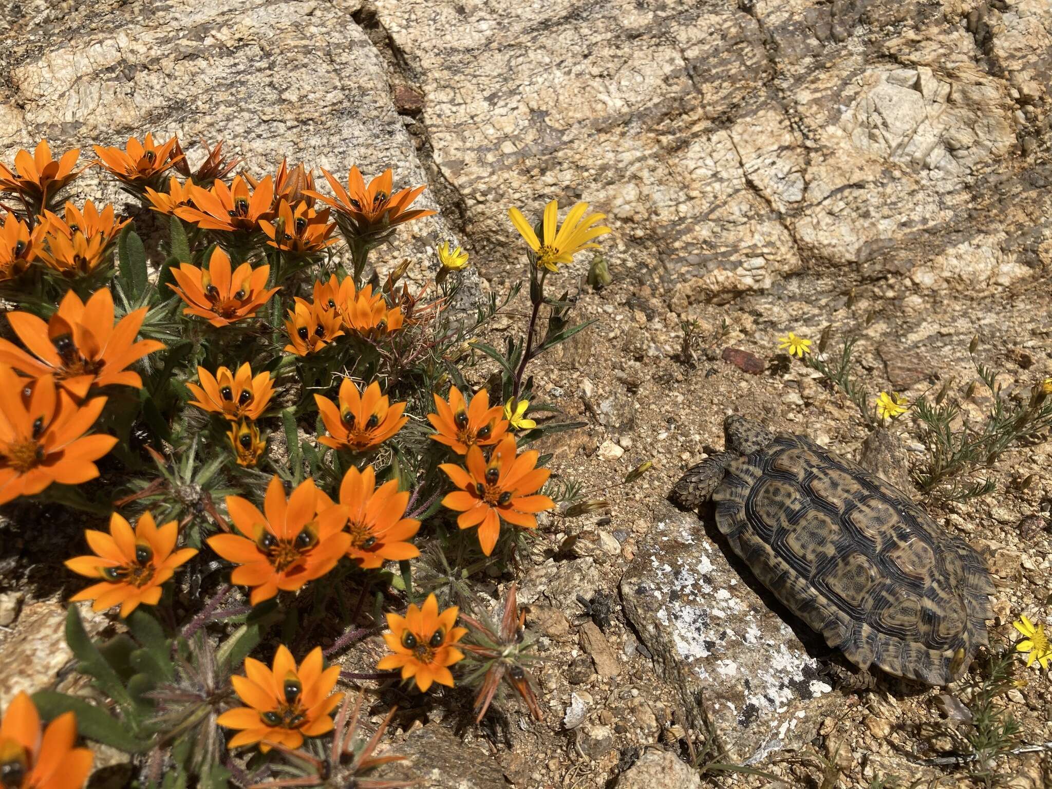 Image of Speckled tortoise