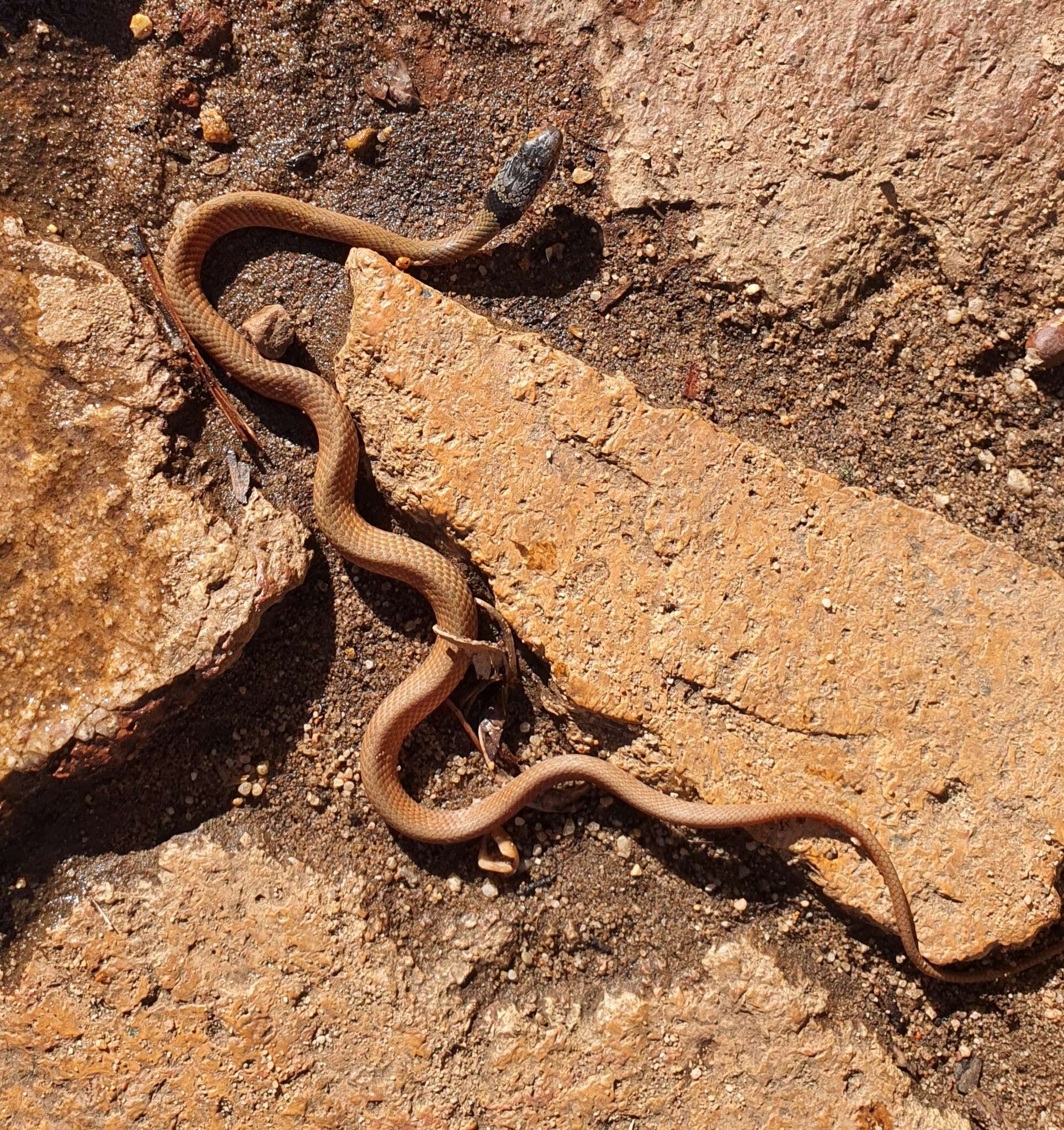 Image of Demansia quaesitor Shea ex Shea & Scanlon 2007