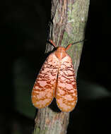 Image of Aphaena (Aphaena) discolor Guérin-Méneville 1834