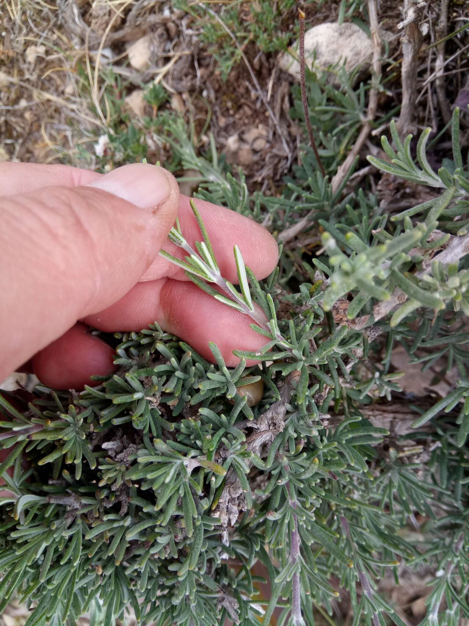 Image of Salvia jordanii