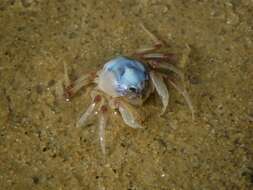 Image of Light-blue Soldier Crab