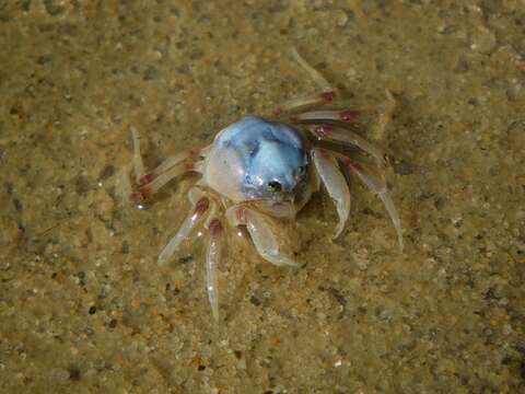 Image of Light-blue Soldier Crab