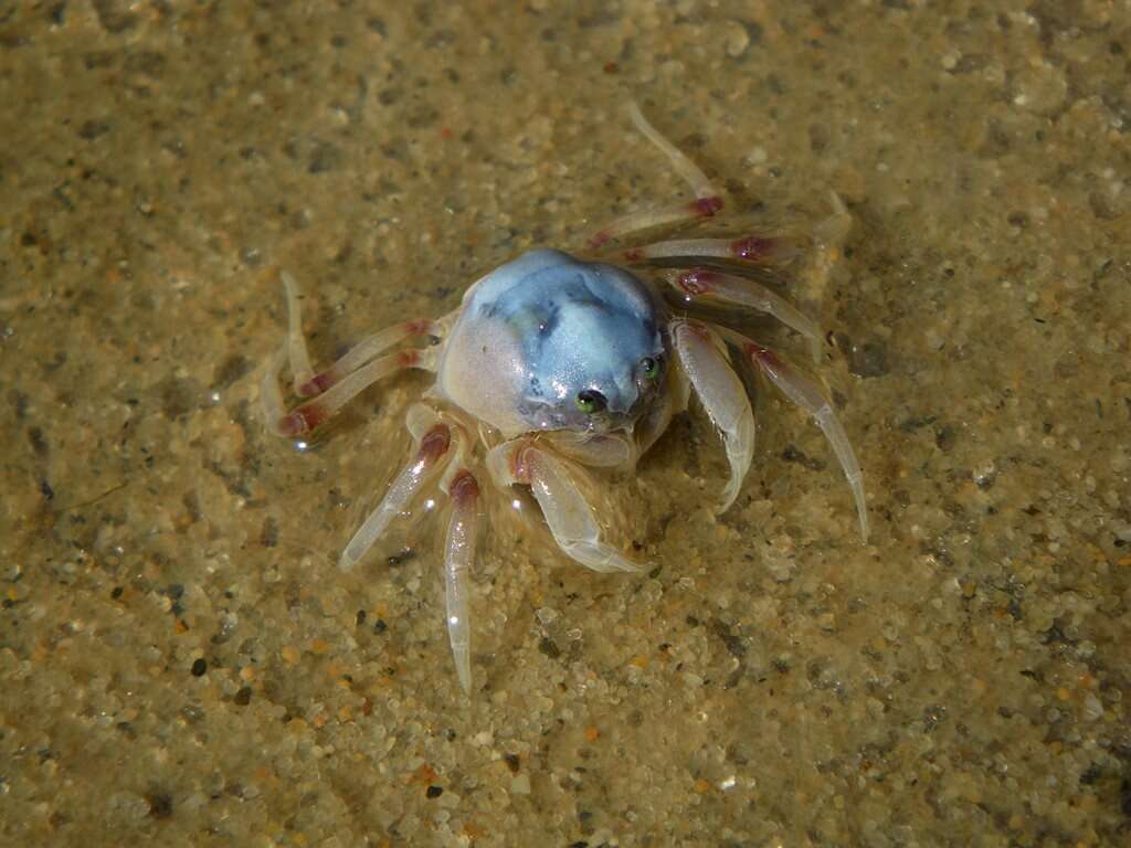 Image of Light-blue Soldier Crab