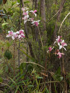 Image of Cymbidium insigne Rolfe