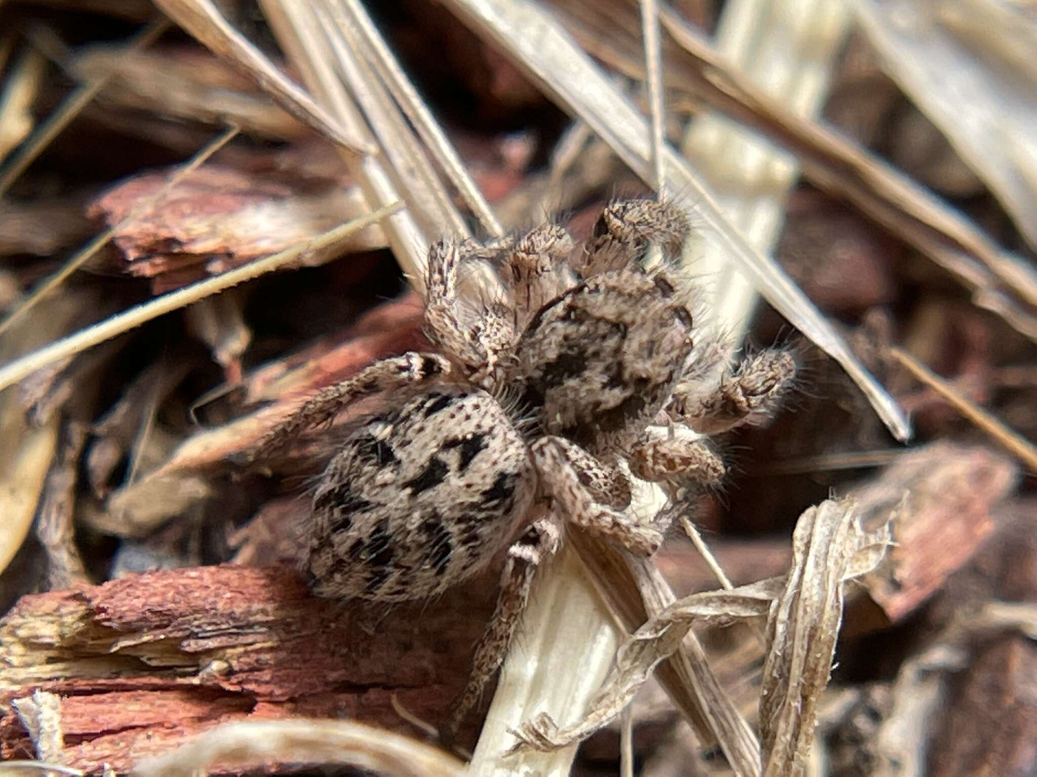 Image of Habronattus mustaciatus (Chamberlin & Ivie 1941)