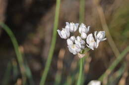 Image of Allium oreoprasum Schrenk