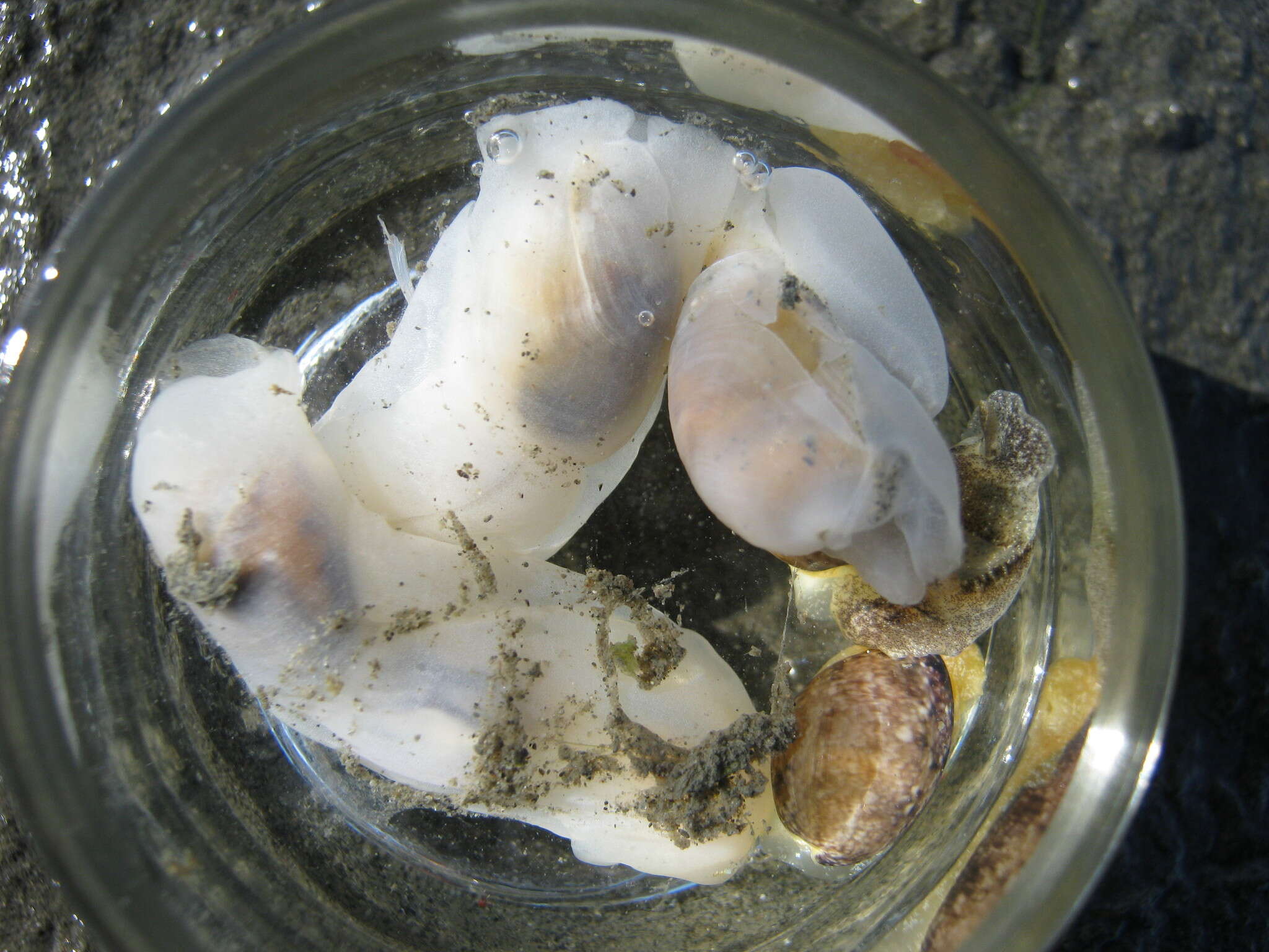 Image of Sea snail