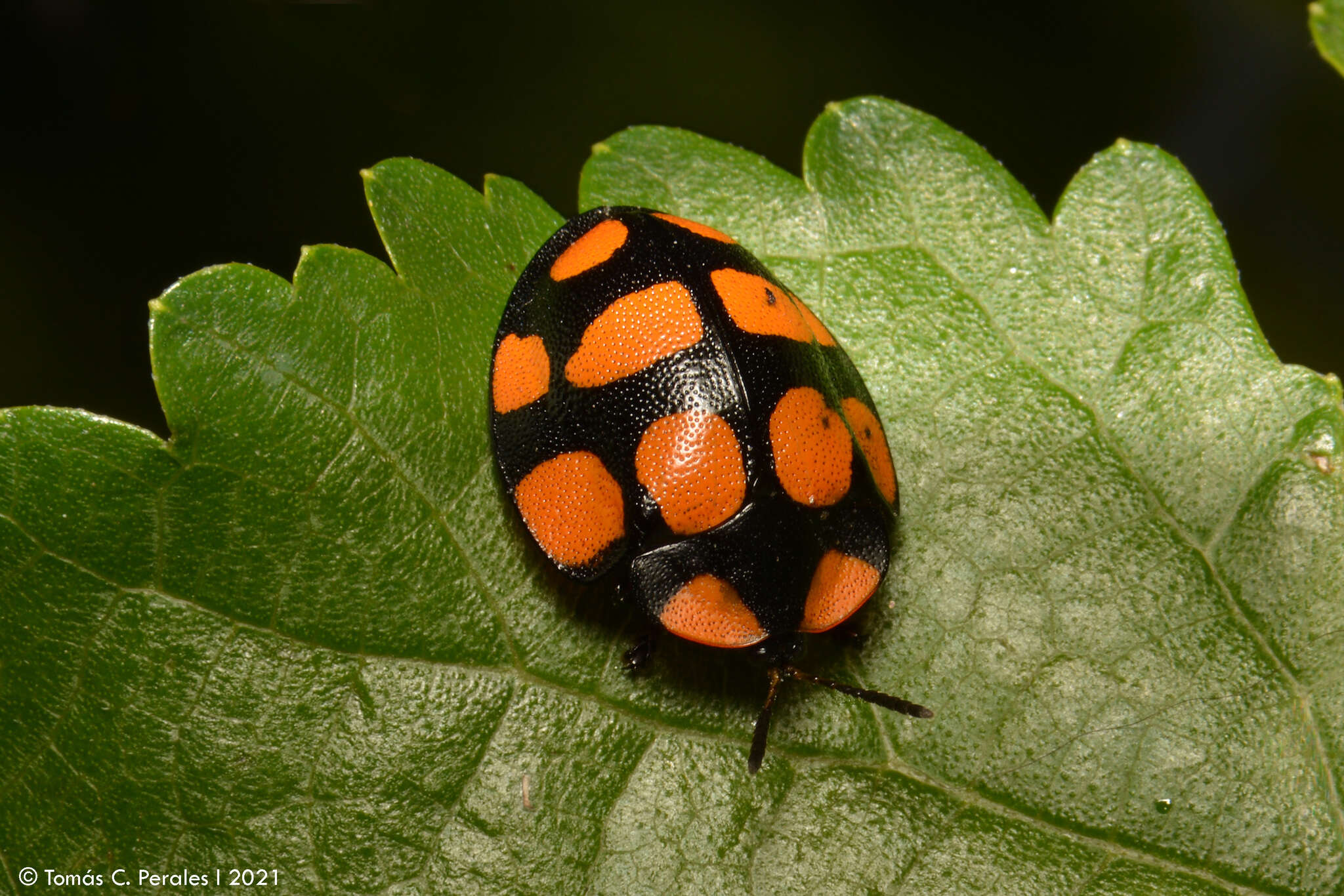 Imagem de Botanochara decempustulata (Boheman 1850)