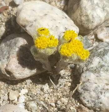 Image of Pringle's woolly sunflower