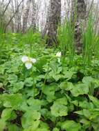 Image of Trillium camschatcense Ker Gawl.