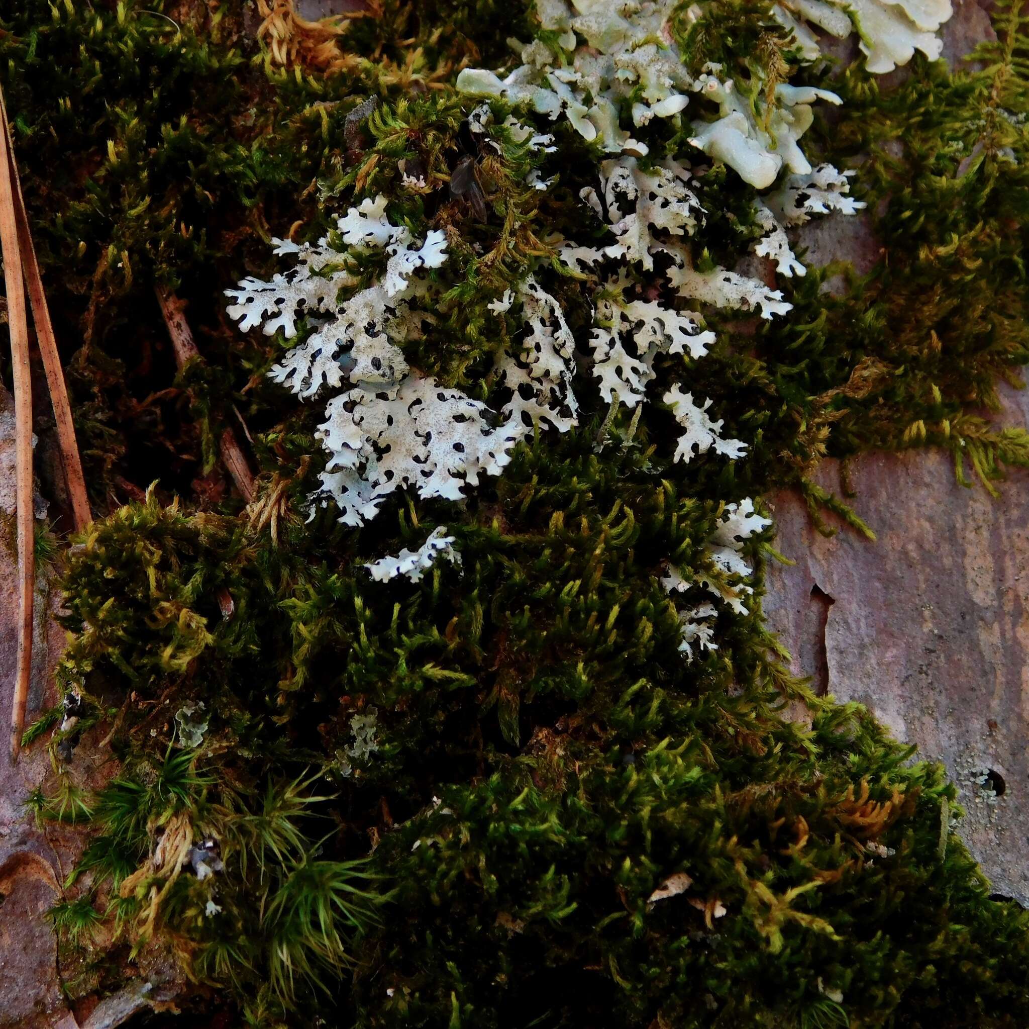 Image de Parmelinopsis horrescens (Taylor) Elix & Hale