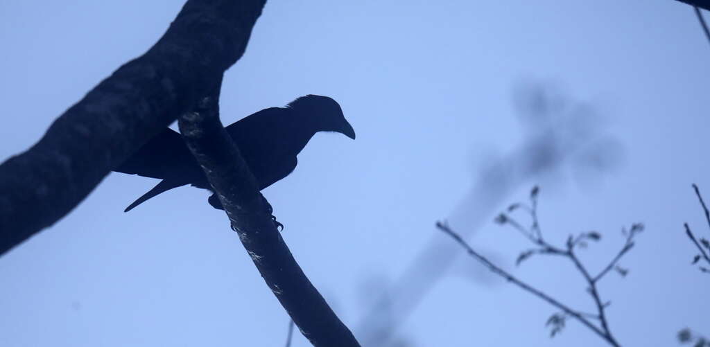 Image of Slender-billed Crow