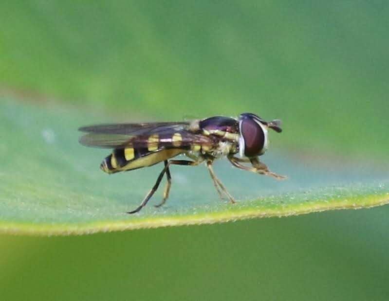 <i>Epistrophella emarginata</i> resmi