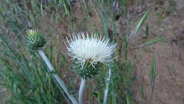 Cirsium cymosum (Greene) J. T. Howell的圖片