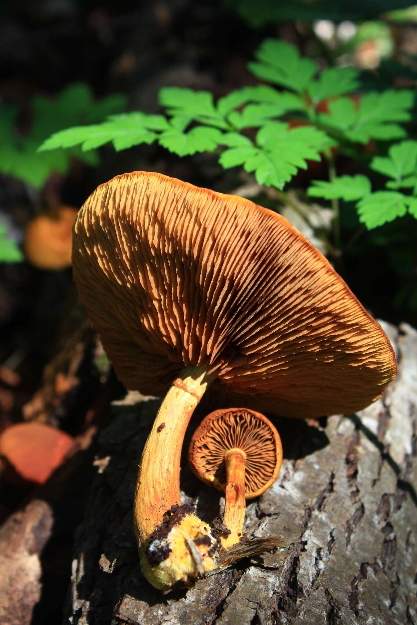 Image of Gymnopilus luteus (Peck) Hesler 1969