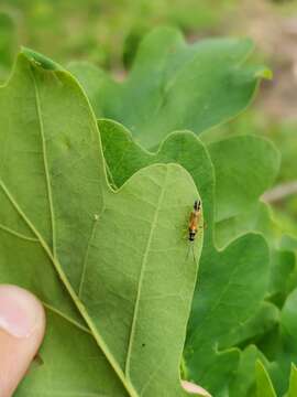 Cyllecoris resmi