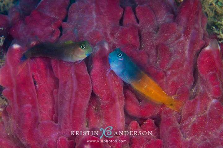 Image of Bicolor Blenny