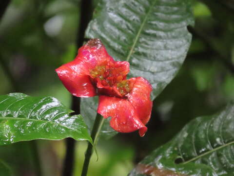 Image of Palicourea elata (Sw.) Borhidi