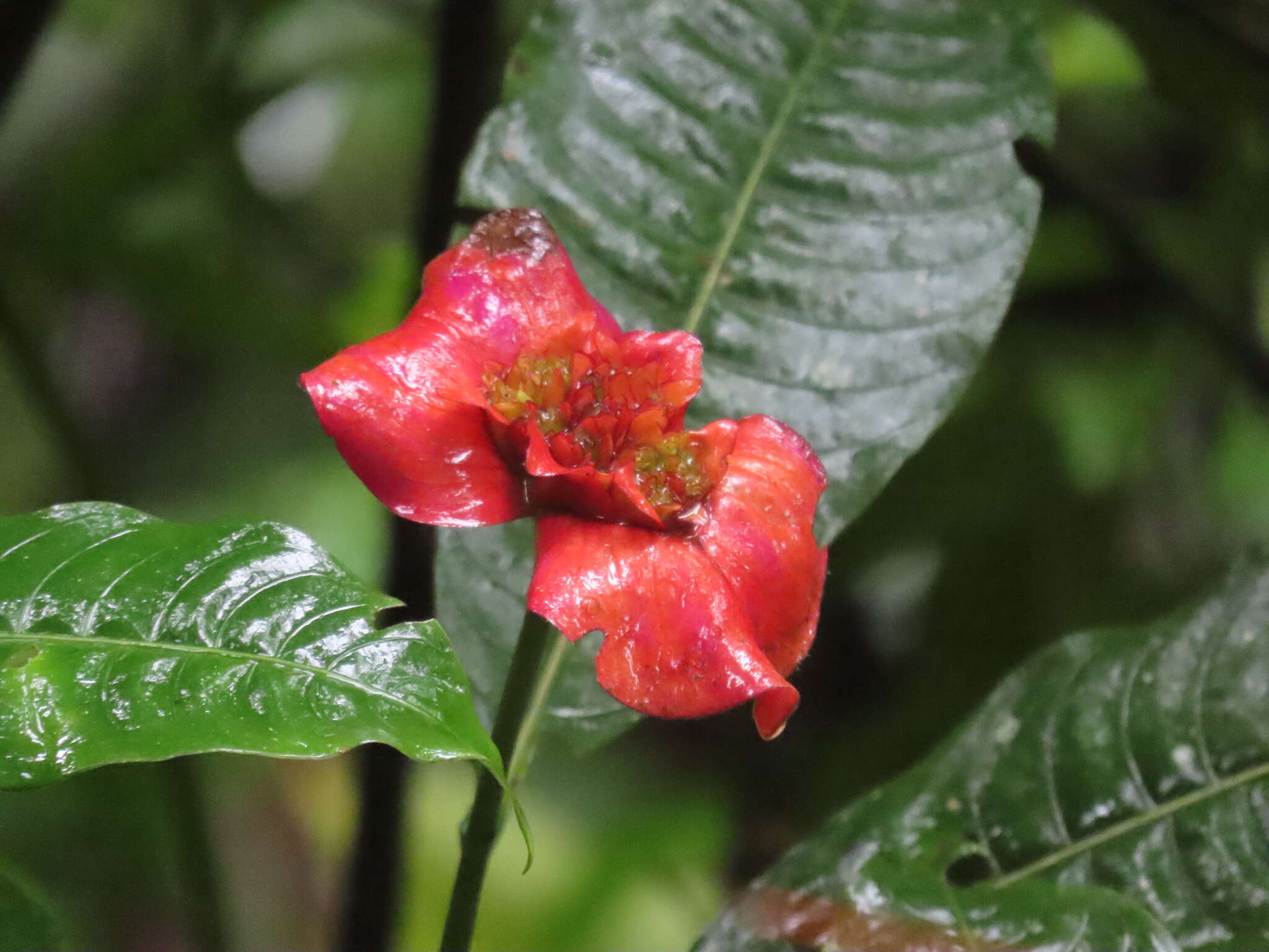 Palicourea elata (Sw.) Borhidi resmi