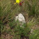 Image de Crepis chondrilloides Jacq.