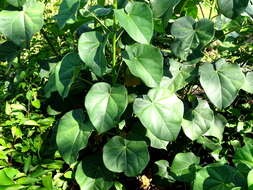 Image of Jatropha gaumeri Greenm.