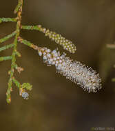 Plancia ëd Tamarix nilotica (Ehrenb.) Bunge