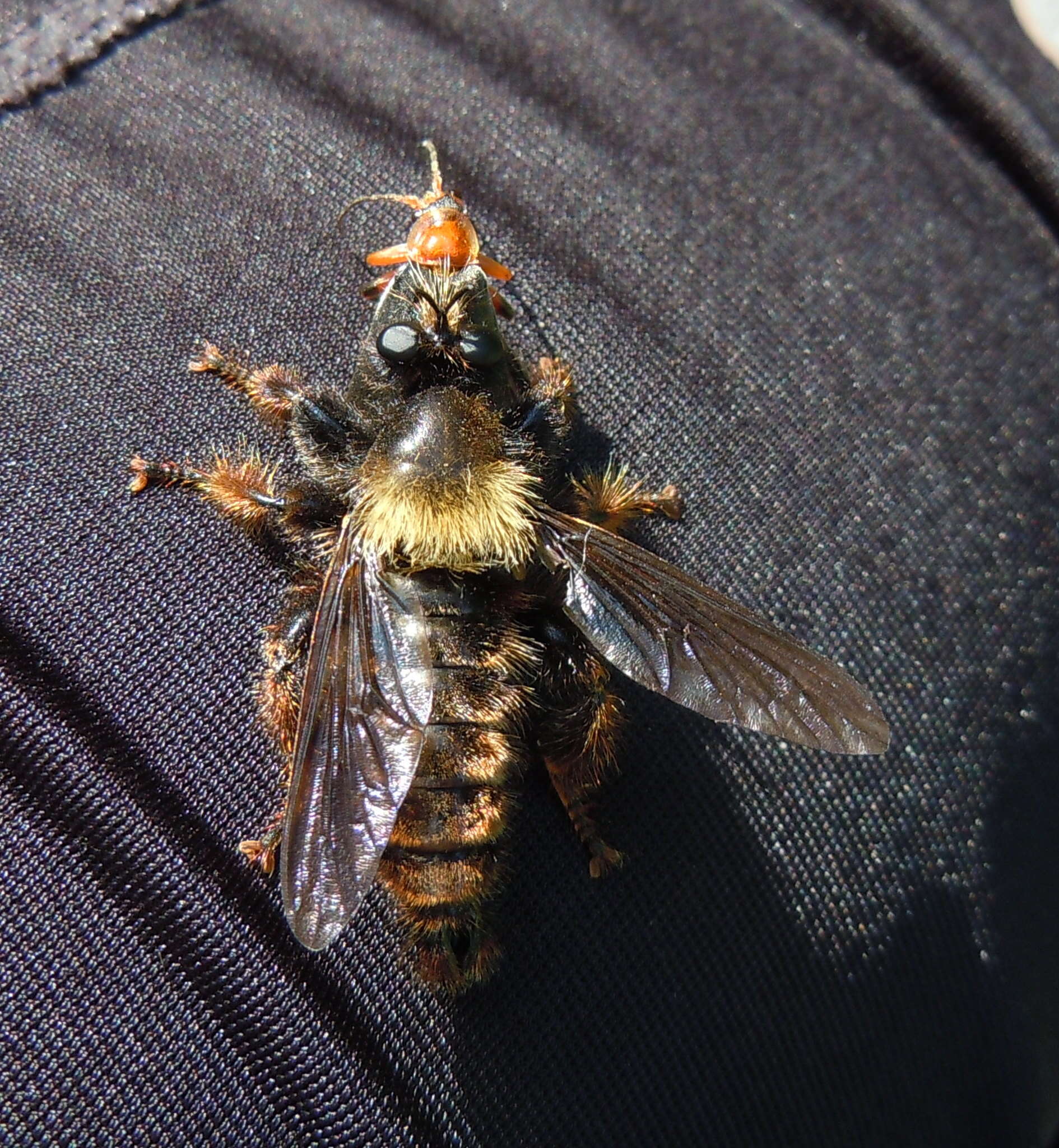 Image of Laphria ephippium (Fabricius 1781)