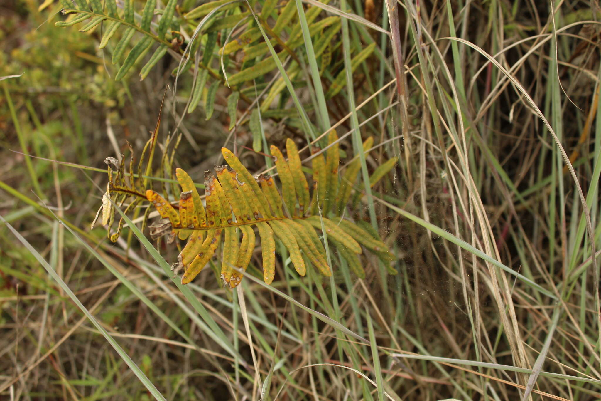 Image de Pleopeltis orientalis Sundue