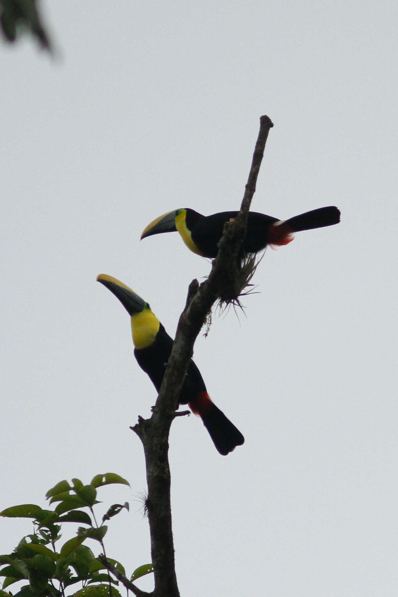 Image of Choco Toucan