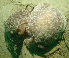 Pleurobranchaea californica MacFarland 1966 resmi