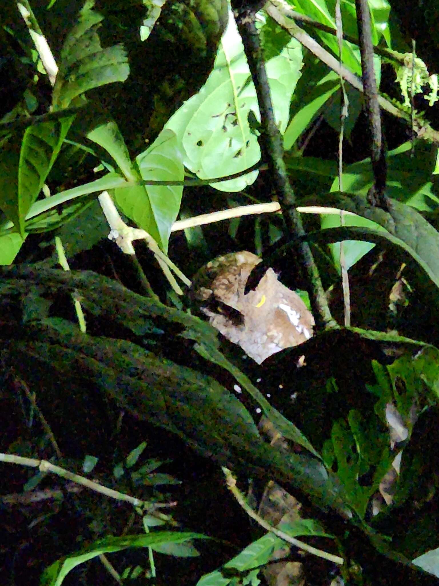 Image of Choco Screech Owl