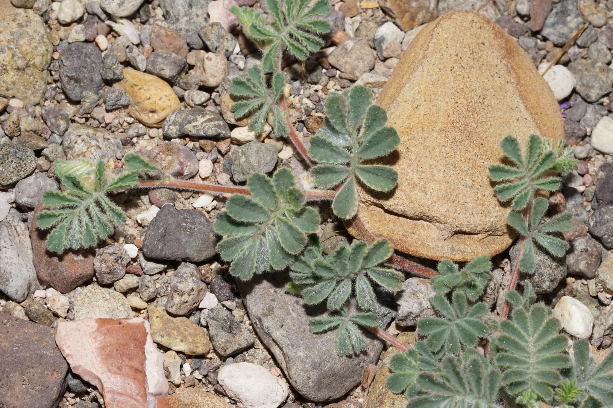 Image of downy prairie clover