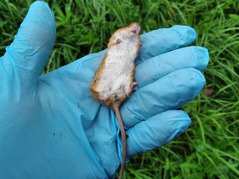 Image of harvest mouse