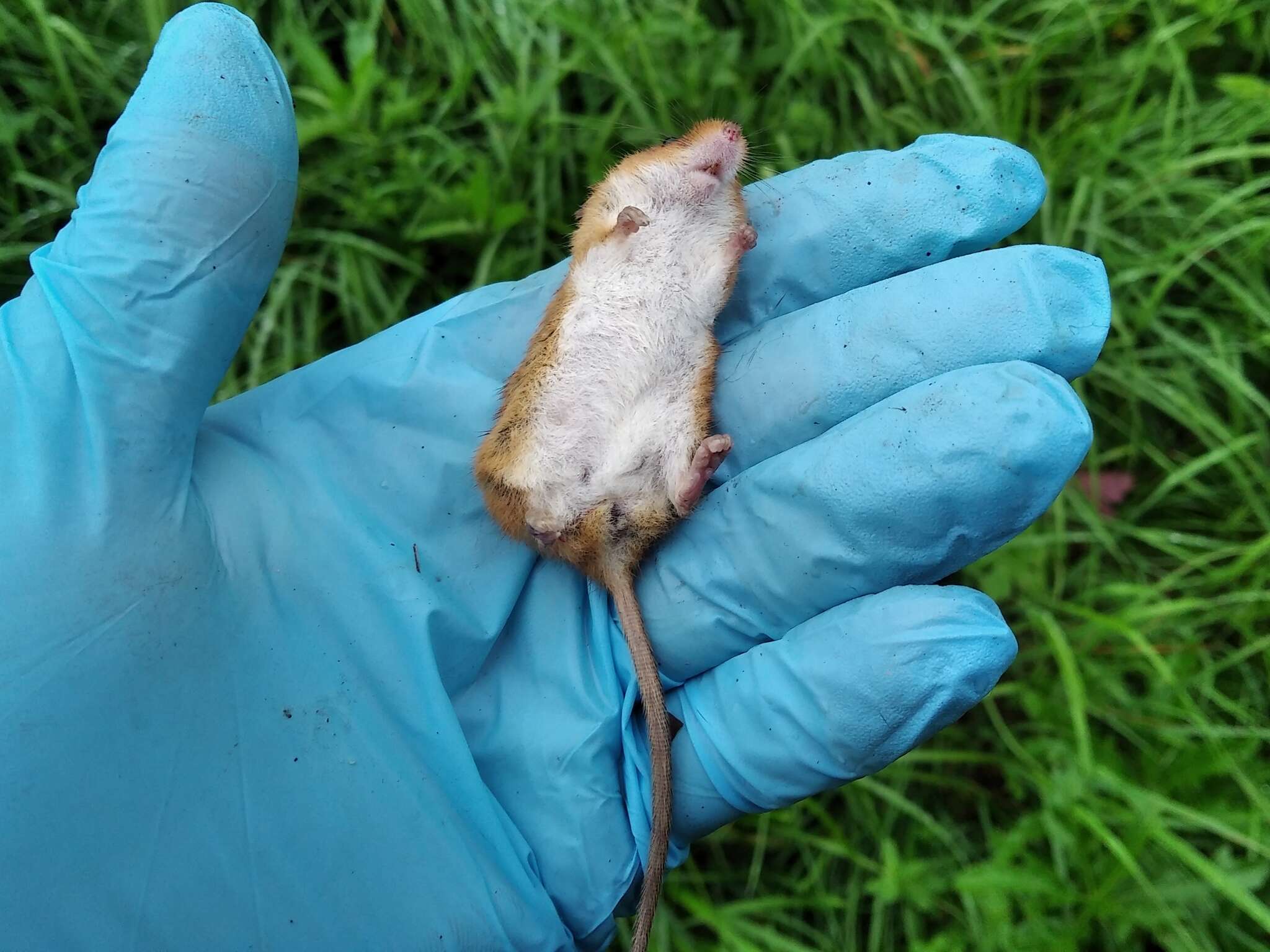 Image of harvest mouse