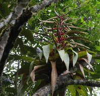 Image of Tillandsia fendleri Griseb.