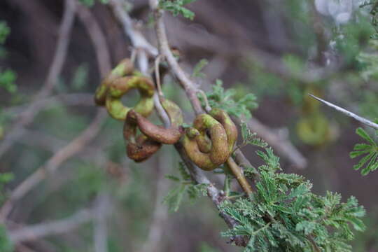 Vachellia tortilis subsp. heteracantha (Burch.) Kyal. & Boatwr.的圖片