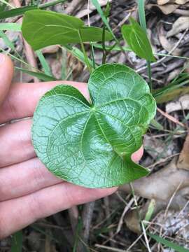 Image de Sarcopetalum harveyanum F. Müll.