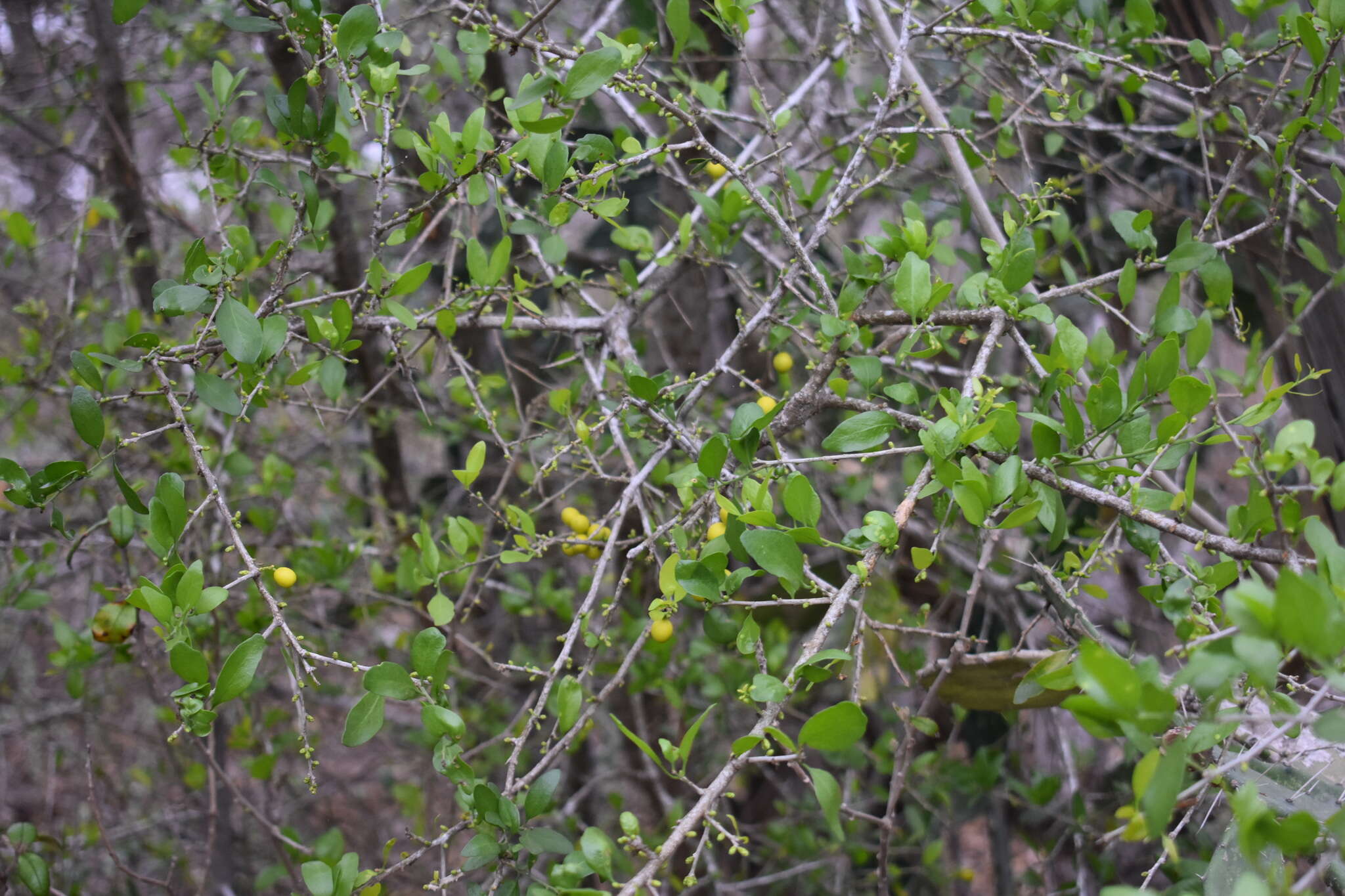 Image of Agonandra obtusifolia Standl.