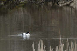 Mergus merganser americanus Cassin 1852的圖片