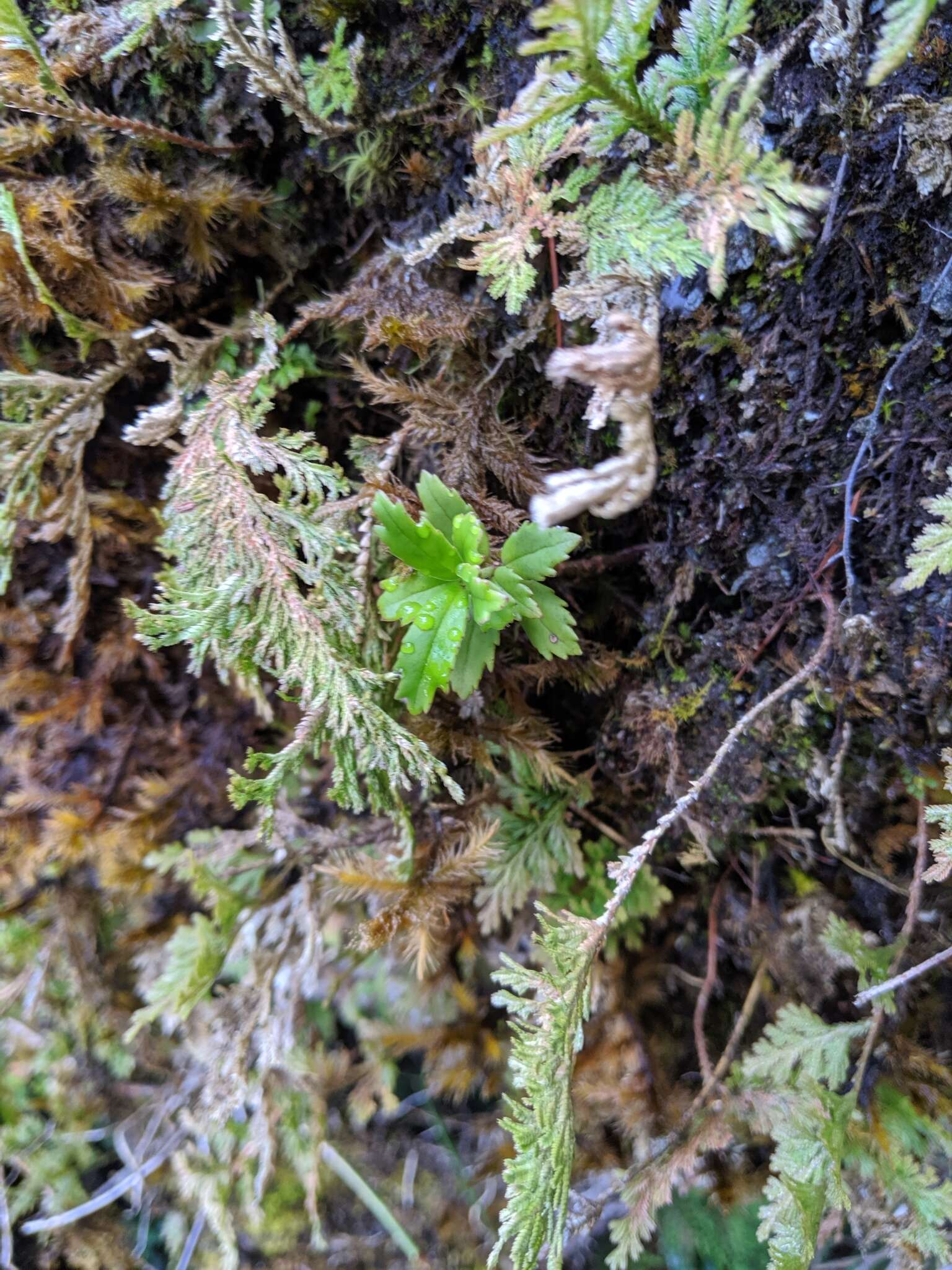 Image of Lysionotus pauciflorus Maxim.