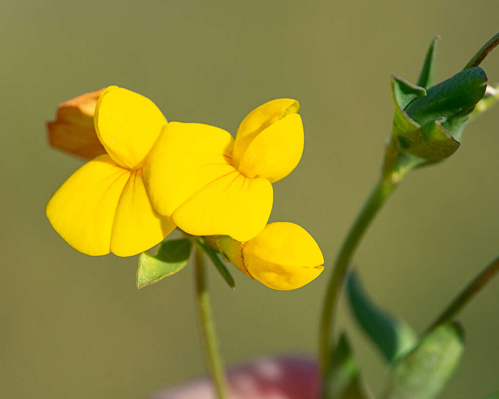 Image of Narrow-leaved Bird's-foot-trefoil