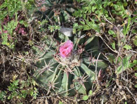 Image of Horse Crippler Cactus