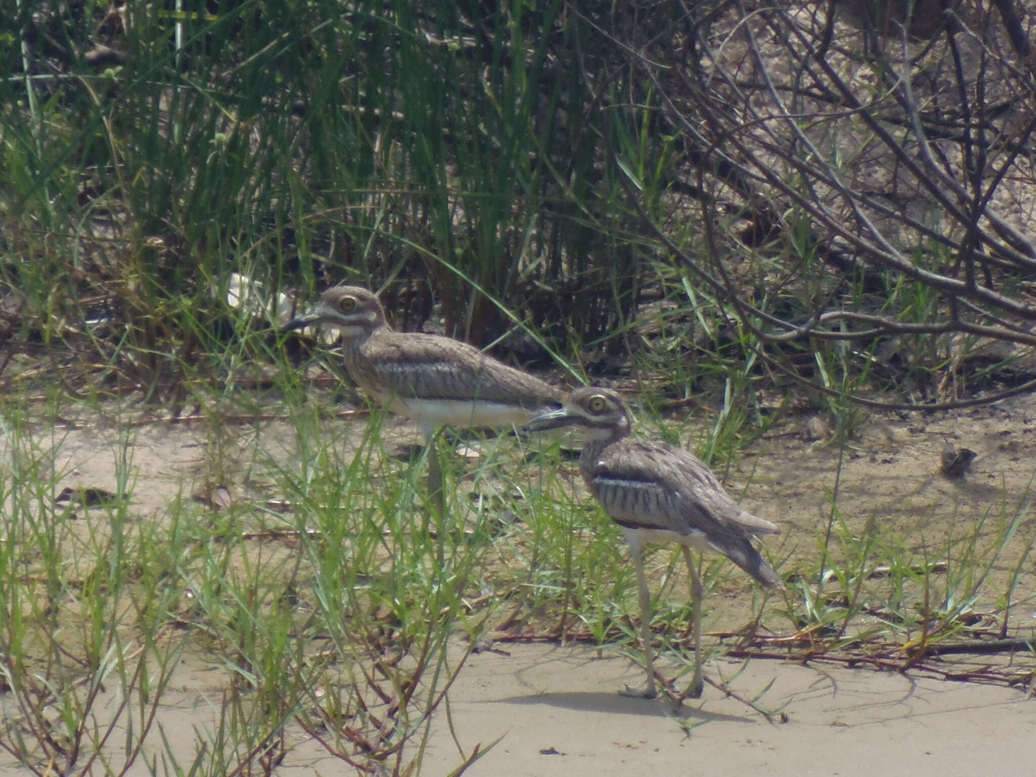 Image of Water Dikkop