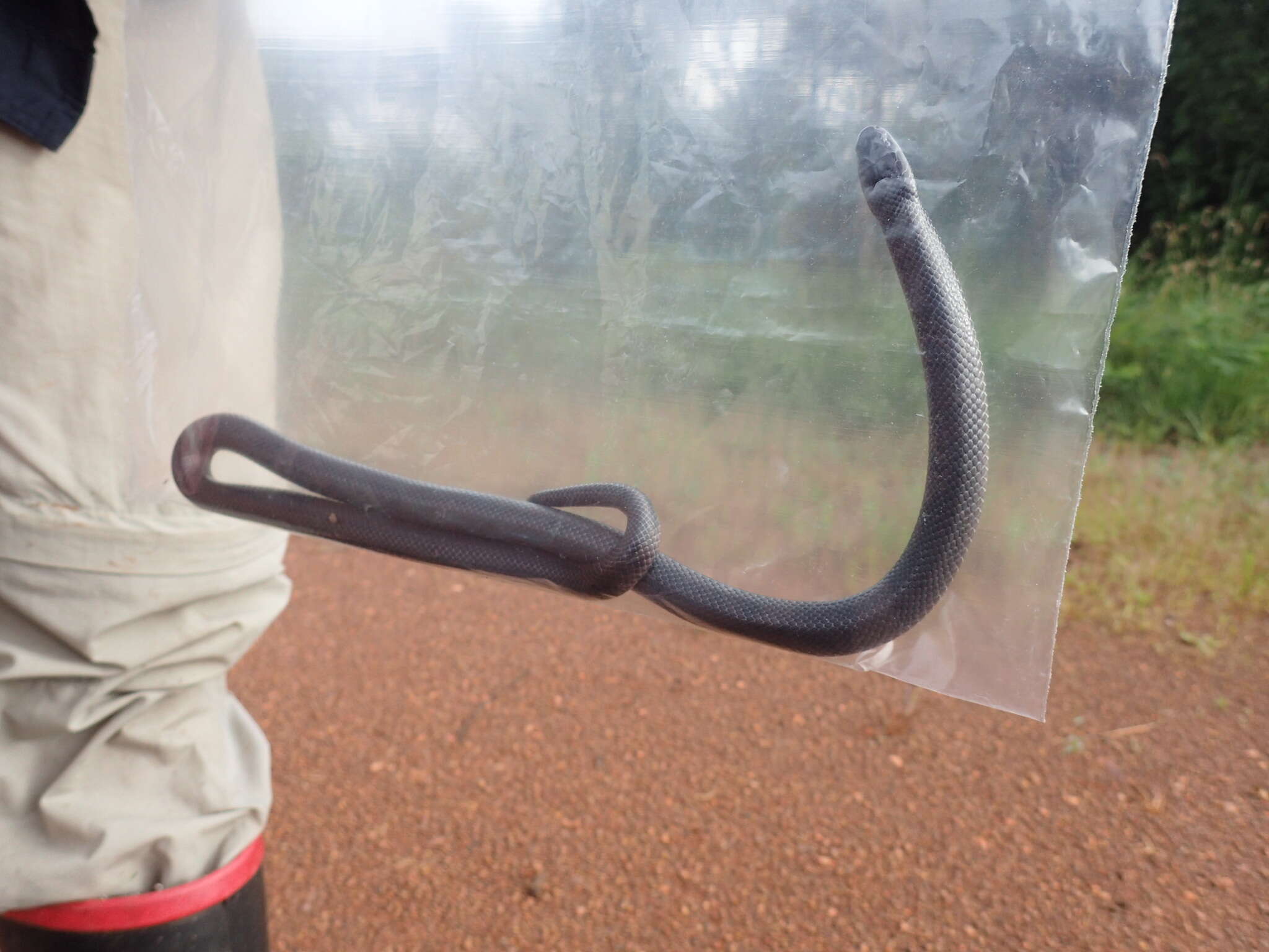 Image of Eastern Congo Burrowing Asp