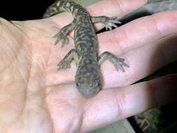 Image of Ambystoma mavortium melanostictum (Baird 1860)