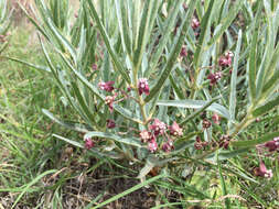 Image of bract milkweed